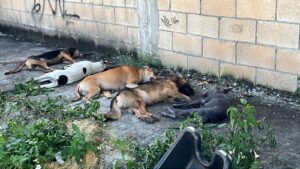 7 perros fueron envenenados en la SM 237 de Cancún 