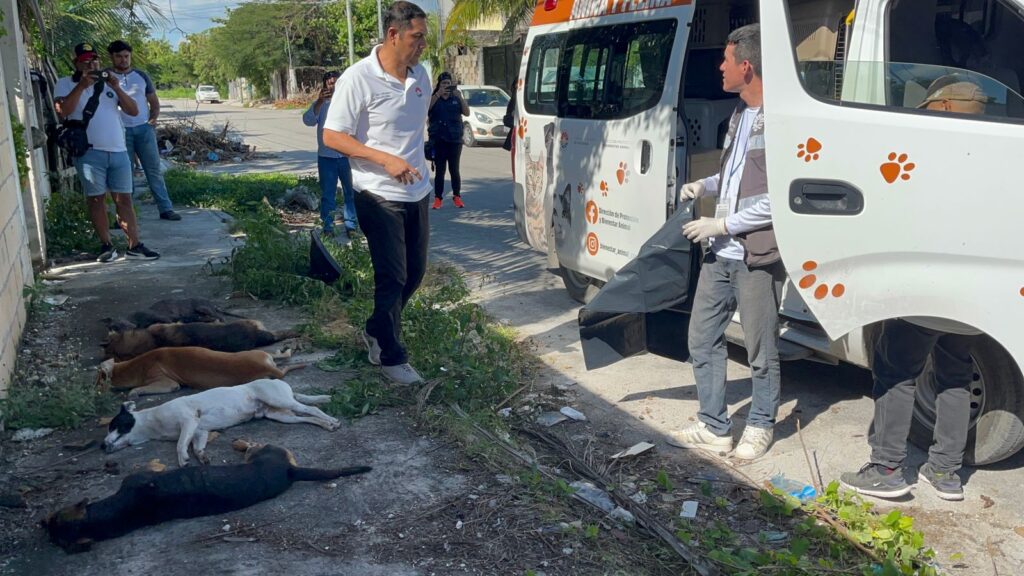 7 perros fueron envenenados en la SM 237 de Cancún 