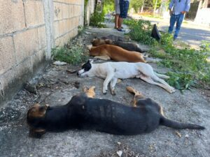 7 perros fueron envenenados en la SM 237 de Cancún 