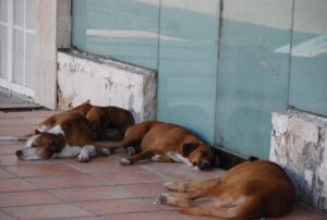 160 mil perros se encuentra en el abandono en Cancún 