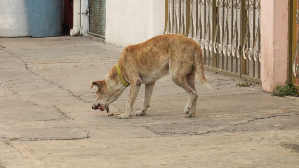 160 mil perros se encuentra en el abandono en Cancún