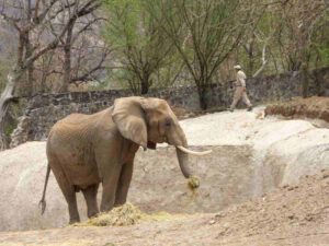 Colectivos piden rescatar a elefanta Ely de Zoológico de Aragón, CDMX