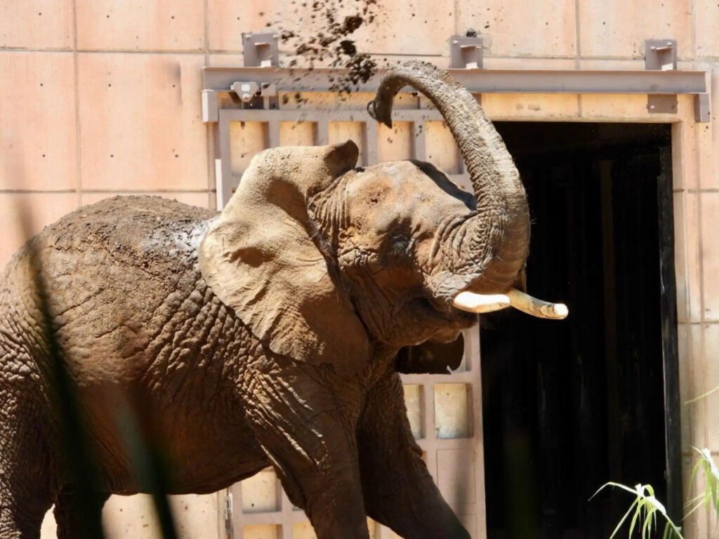 Colectivos piden rescatar a elefanta Ely de Zoológico de Aragón, CDMX