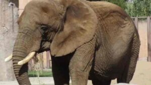 Colectivos piden rescatar a elefanta Ely de Zoológico de Aragón, CDMX