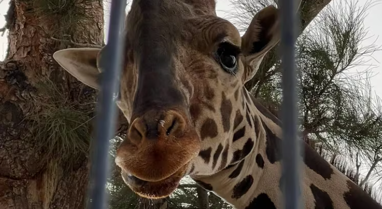 Jirafa Benito inicia su traslado rumbo a Africam Safari en Puebla