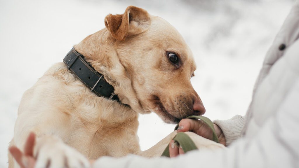 Enfermedades o padecimientos: Conoce cuáles puede detectar tu perrito