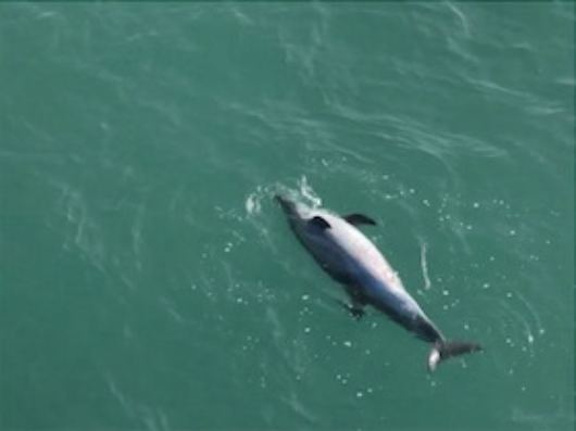 Aparecen 28 delfines muertos en hábitat de vaquita marina.