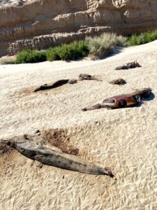 Aparecen 28 delfines muertos en habitat de vaquita marina