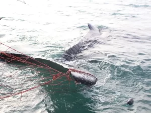 Aparecen 28 delfines muertos en habitat de vaquita marina