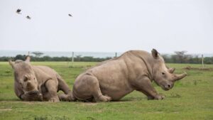 Caza furtiva en Sudafrica provoca muerte de casi 500 rinocerontes