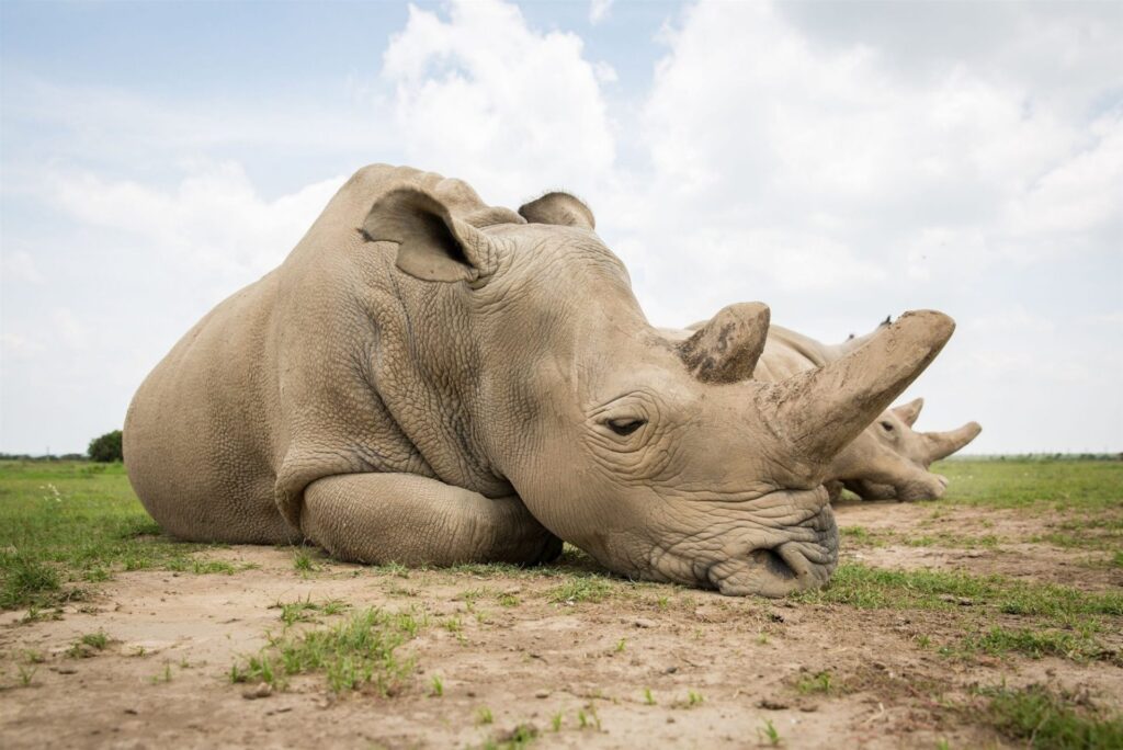 Caza furtiva en Sudáfrica provoca muerte de casi 500 rinocerontes