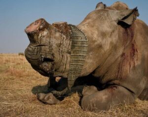 Caza furtiva en Sudafrica provoca muerte de casi 500 rinocerontes