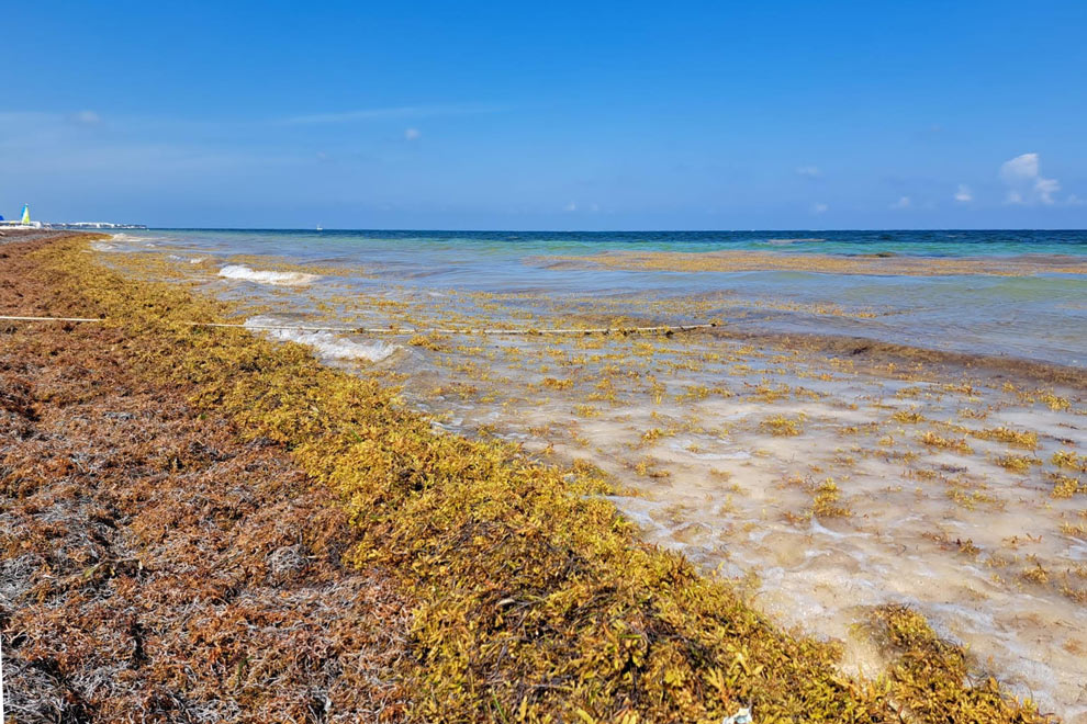 Experto señala que en 2024 no habría recales masivos de sargazo en las costas de Quintana Roo.