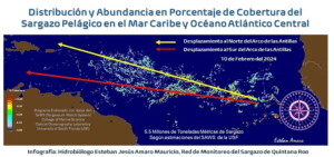 Sargazo en Quintana Roo: ¿Habrá mayor presencia del alga en 2024?