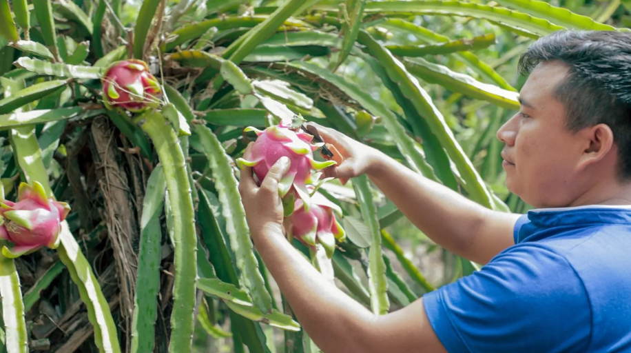 Productores de Quintana Roo fortalecen vínculos con Walmart para promover productos locales