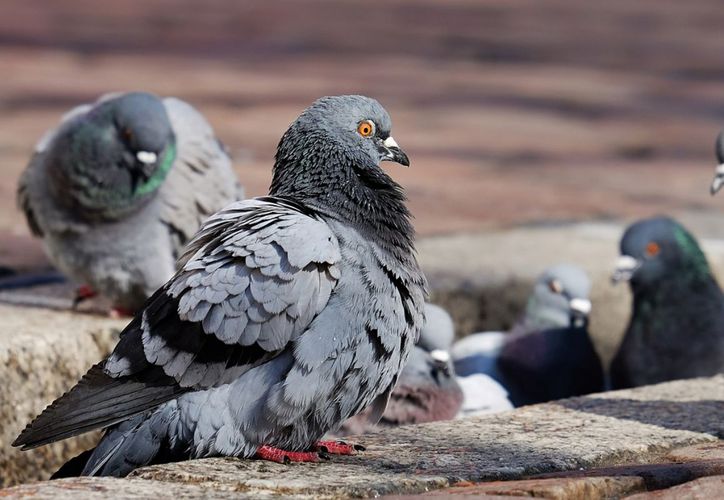 ¡Alerta! Buscan retirar palomas del Parque de "Las Palapas" de Cancún por riesgo de enfermedades