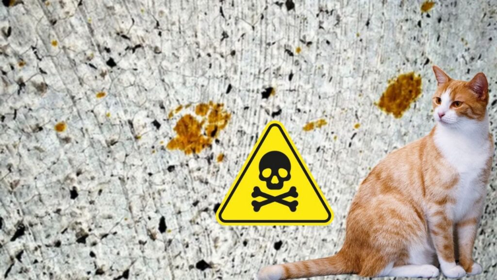 ¡Alerta en Japón! Gato tóxico cayó a un contenedor de químicos y provoca amenaza de salud