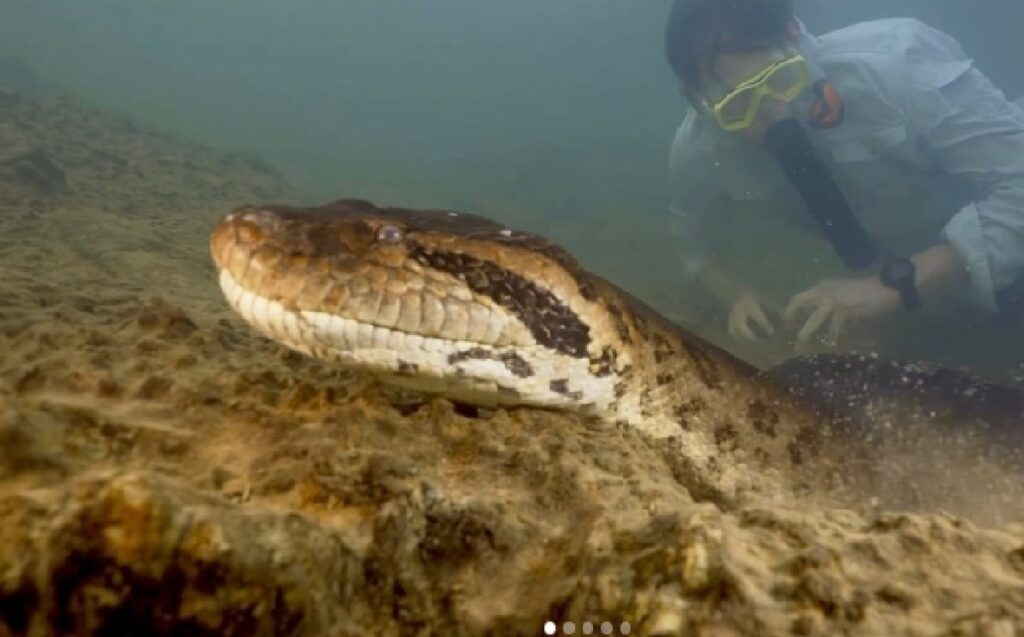 Anaconda más grande del mundo matada por cazadores
