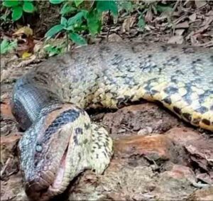 Anaconda mas grande del mundo matada por cazadores