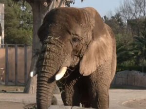 Elefanta Annie llega al Zoologico de San Juan de Aragon 1