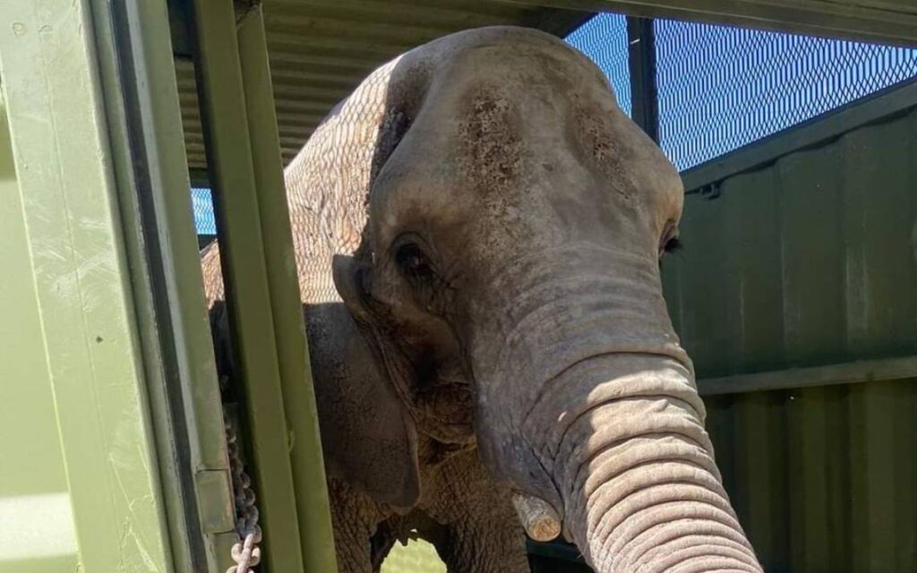 Elefanta Annie llega al Zoológico de San Juan de Aragón