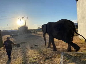 Elefanta Annie llega al Zoologico de San Juan de Aragon