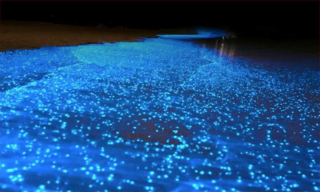 Temporada de bioluminiscencia inicia en Holbox