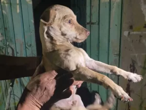 Hombre detenido por maltrato animal de 14 perros