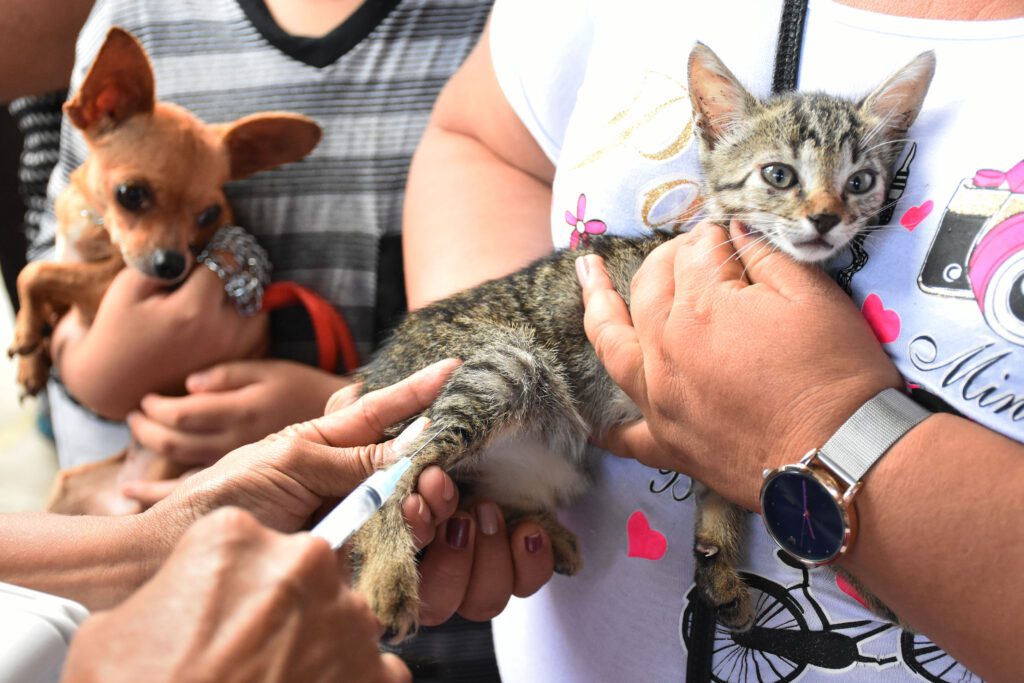 Módulos de vacunación antirrábica para perros y gatos en Cancún