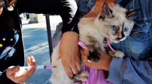 Módulos de vacunación antirrábica para perros y gatos en Cancún