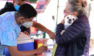 Módulos de vacunación antirrábica para perros y gatos en Cancún