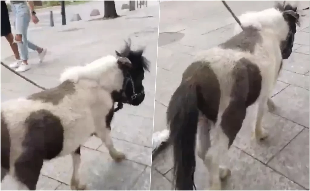 Mujer pasea pony en CDMX y causa indignación (VIDEO)