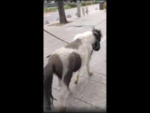 Mujer pasea pony en CDMX y causa indignacion VIDEO