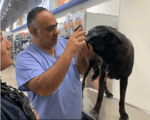 Turista es detenida por golpear a un perro policía en Playa del Carmen