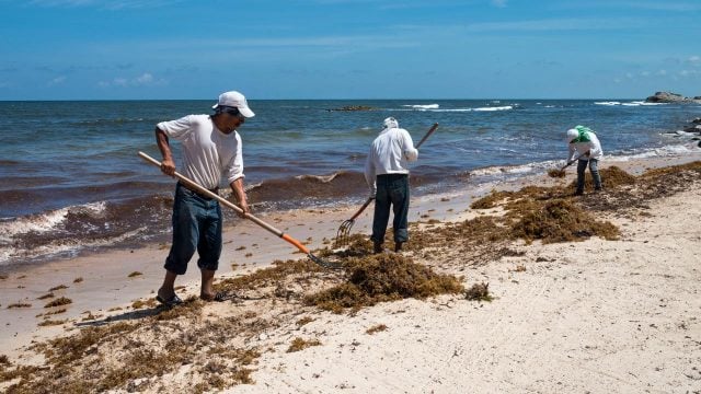 Inicia temporada de SARGAZO en Quintana Roo