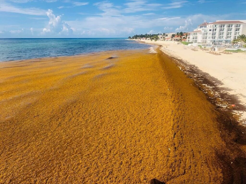 Los Otros Datos: El fenómeno del Sargazo en Quintana Roo