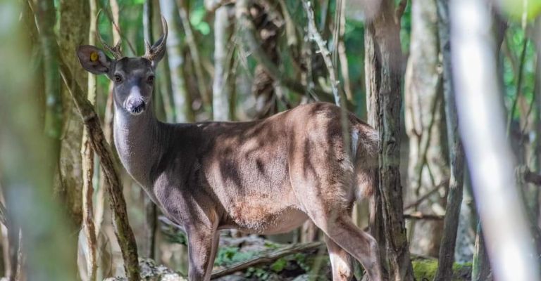Descubre Nojoch Keej: El santuario de fauna silvestre en Quintana Roo