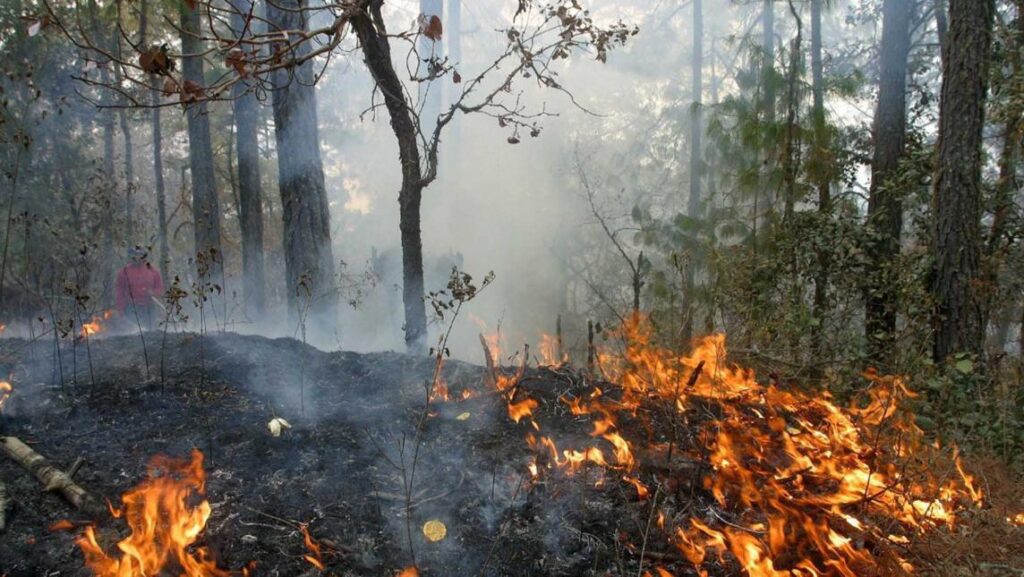 Incendios en Quintana Roo consumen más de 130 hectáreas