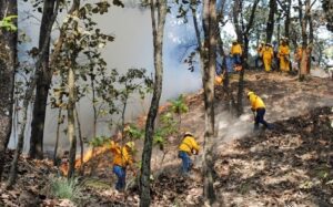 Incendios en Quintana Roo consumen más de 130 hectáreas