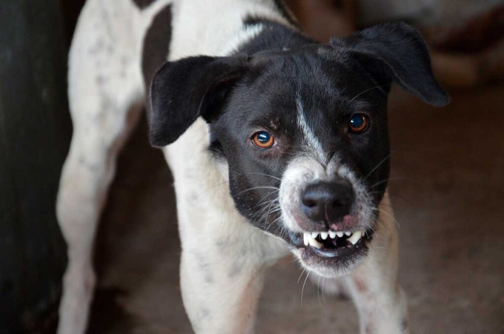 Signos de RABIA en animales domésticos ¡Cuidado!