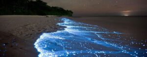 Temporada de bioluminiscencia inicia en Holbox Foto cortesía 