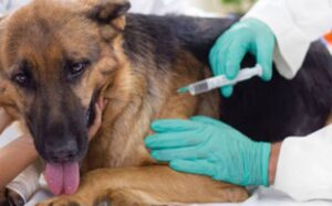 Quintana Roo: Módulos de vacunación antirrábica para perros y gatos