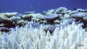Blanqueamiento masivo de arrecife de coral es alerta mundial