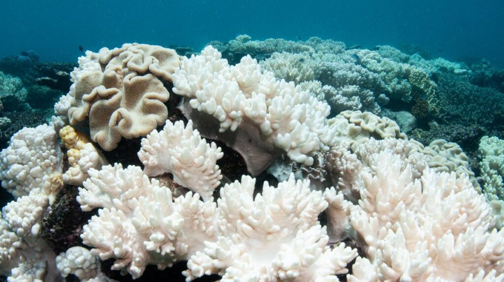 Blanqueamiento masivo de arrecife de coral es alerta mundial