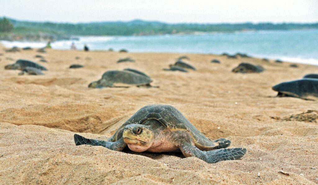 Inicia la temporada de anidacion de tortugas marinas