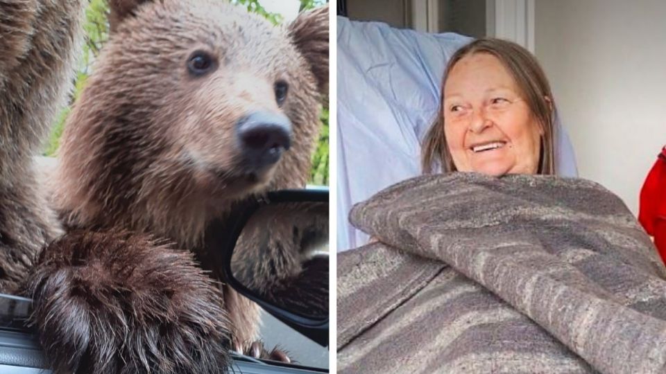 Mujer casi pierde una mano por una selfie con un oso