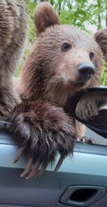 Mujer casi pierde una mano por una selfie con un oso 1