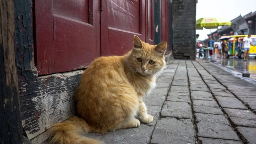 Sentencian a asesino serial que mató a 76 gatos.