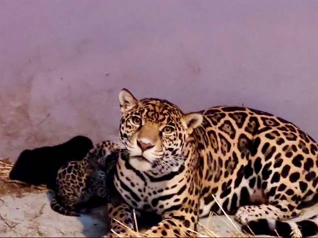 Tres cachorros de jaguar nacen en Chapultepec.