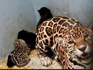 Tres cachorros de jaguar nacen en Chapultepec